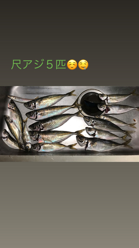 アジの釣果