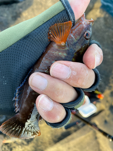 ホシササノハベラの釣果