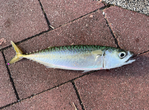 サバの釣果