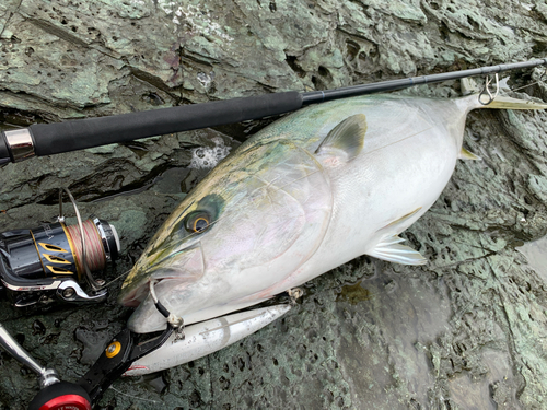 ブリの釣果