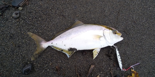 ショゴの釣果