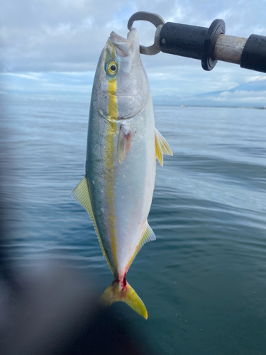 イナダの釣果