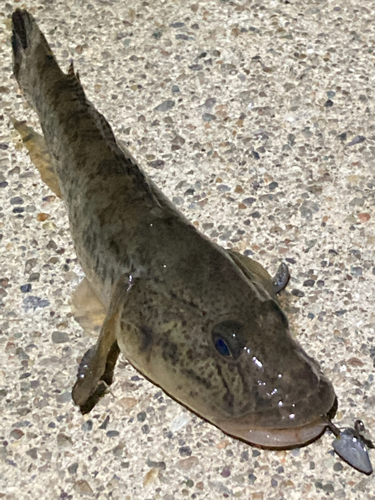 アナハゼの釣果