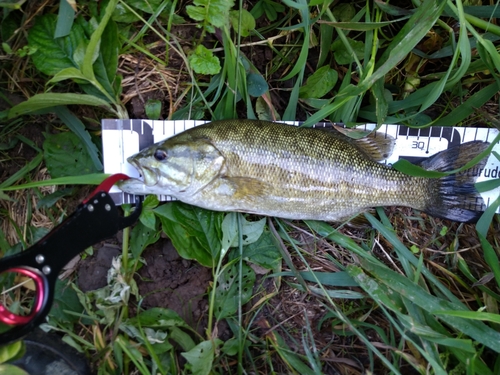 スモールマウスバスの釣果