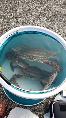 カニの釣果