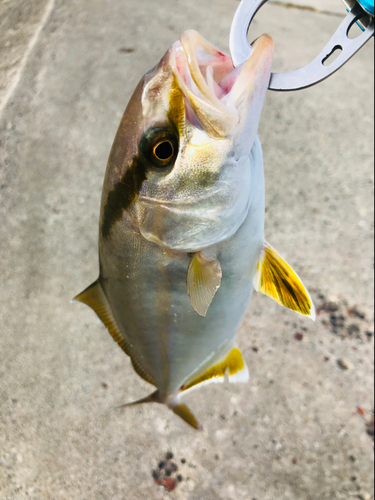 ショゴの釣果