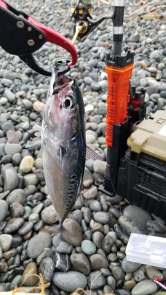 ソウダガツオの釣果
