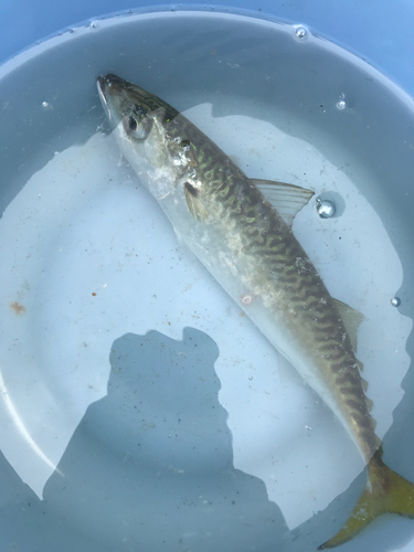 サバの釣果