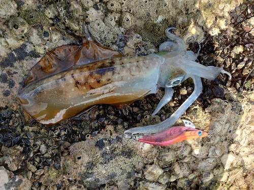 アオリイカの釣果