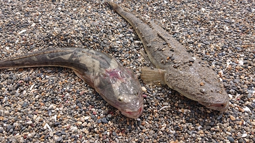 マゴチの釣果