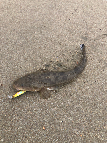 マゴチの釣果