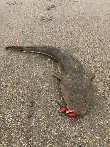 マゴチの釣果