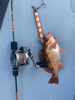 オキメバルの釣果