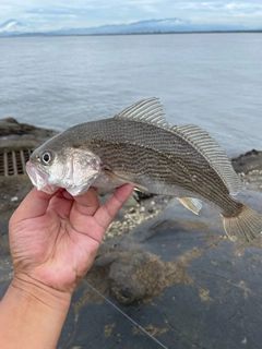 イシモチの釣果