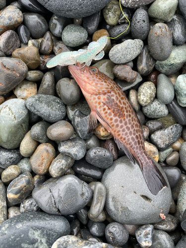 オオモンハタの釣果