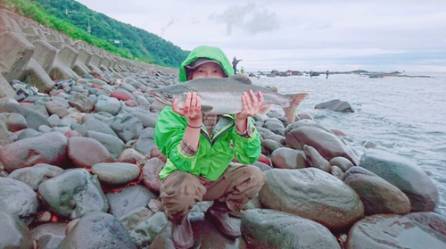 カラフトマスの釣果