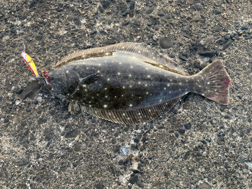 ヒラメの釣果