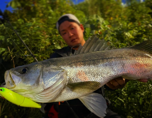 シーバスの釣果