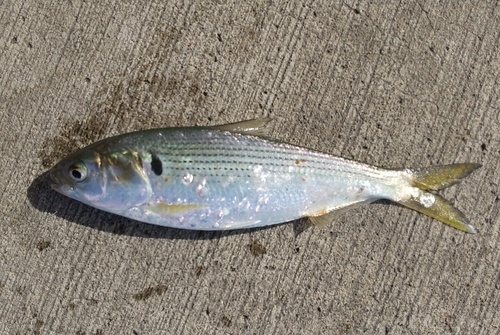 コノシロの釣果