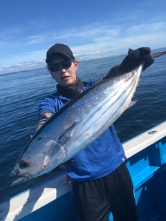 カツオの釣果