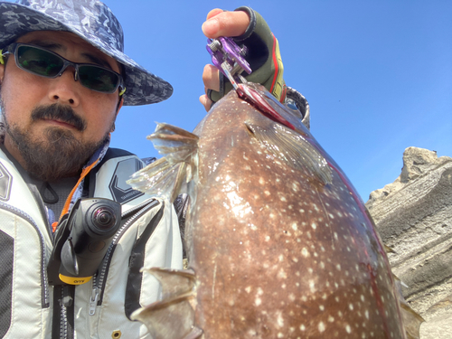 アイゴの釣果