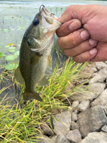 ブラックバスの釣果