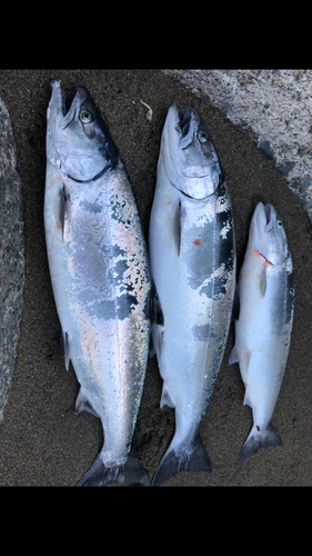 サクラマスの釣果