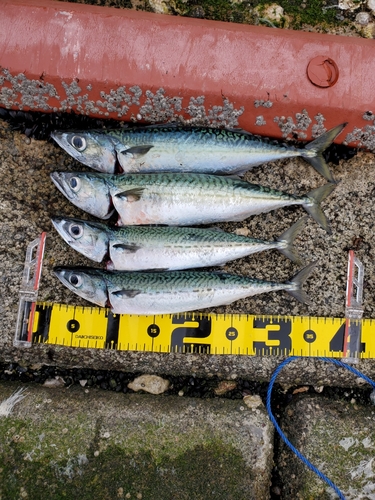 マサバの釣果