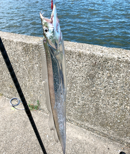 大野お台場公園前で釣れたカマスの釣り・釣果情報 - アングラーズ