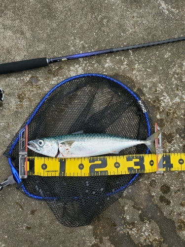 マサバの釣果