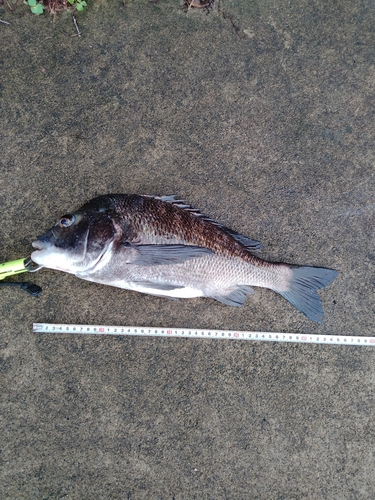 チヌの釣果