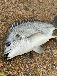 キビレの釣果