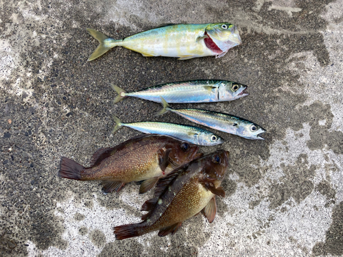 エゾメバルの釣果