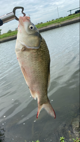 フナの釣果