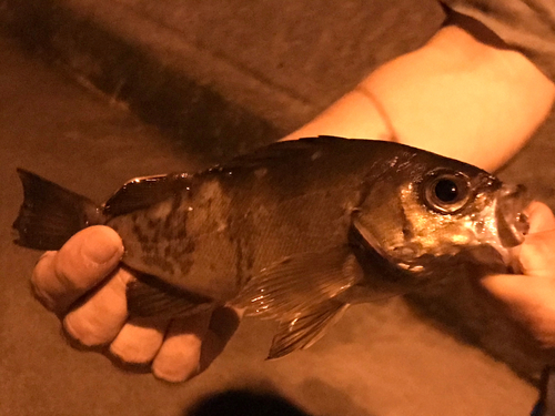 シロメバルの釣果