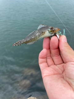 アナハゼの釣果