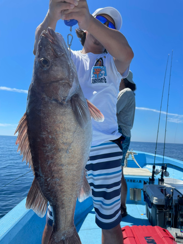 アラの釣果