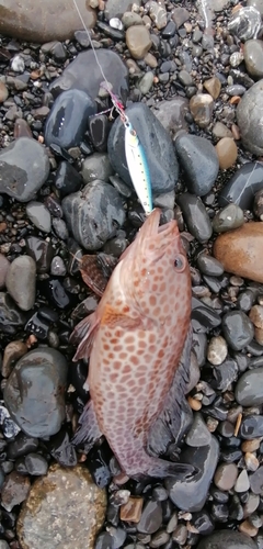 オオモンハタの釣果