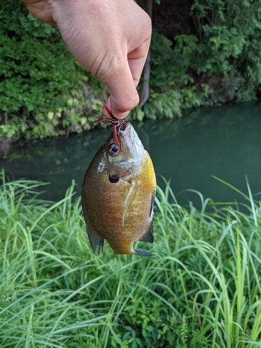 ブルーギルの釣果