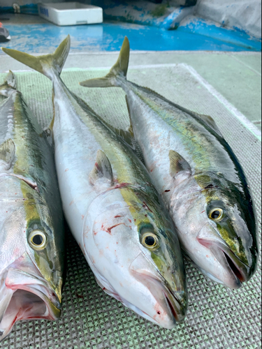 ハマチの釣果