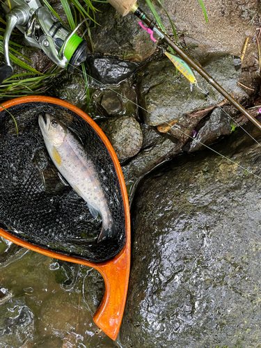 ヤマメの釣果