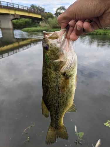 ラージマウスバスの釣果