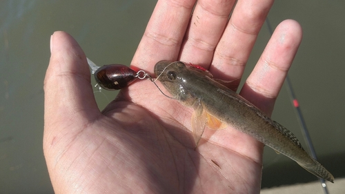 マハゼの釣果