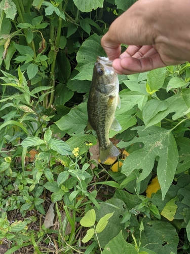 ラージマウスバスの釣果