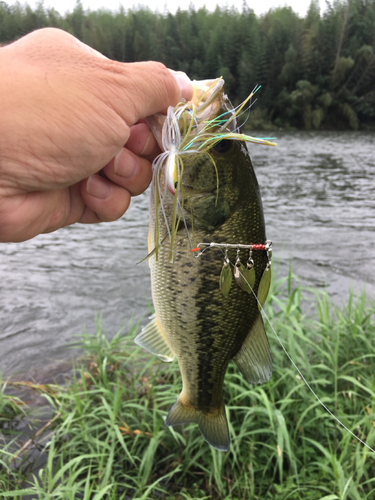 ラージマウスバスの釣果