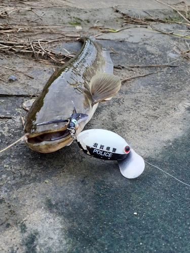 マナマズの釣果