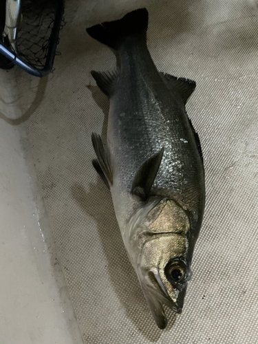 ヒラスズキの釣果