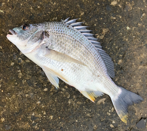 キビレの釣果