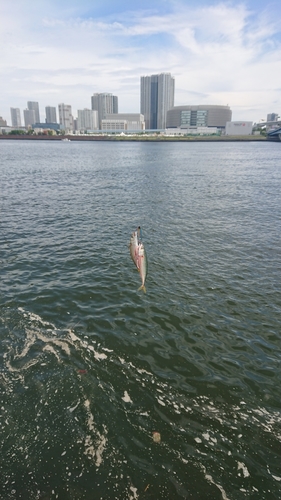 サバの釣果