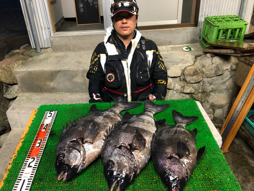 イシダイの釣果